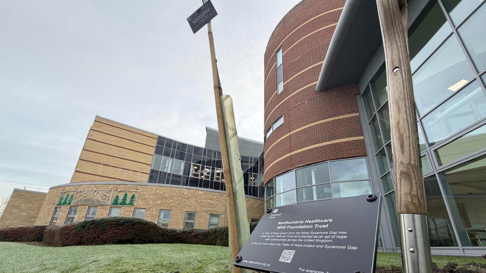 The sapling in the ground. There is a black plaque to the right of it marking the tree. There is also a smaller plaque on the thin trunk of the tree.