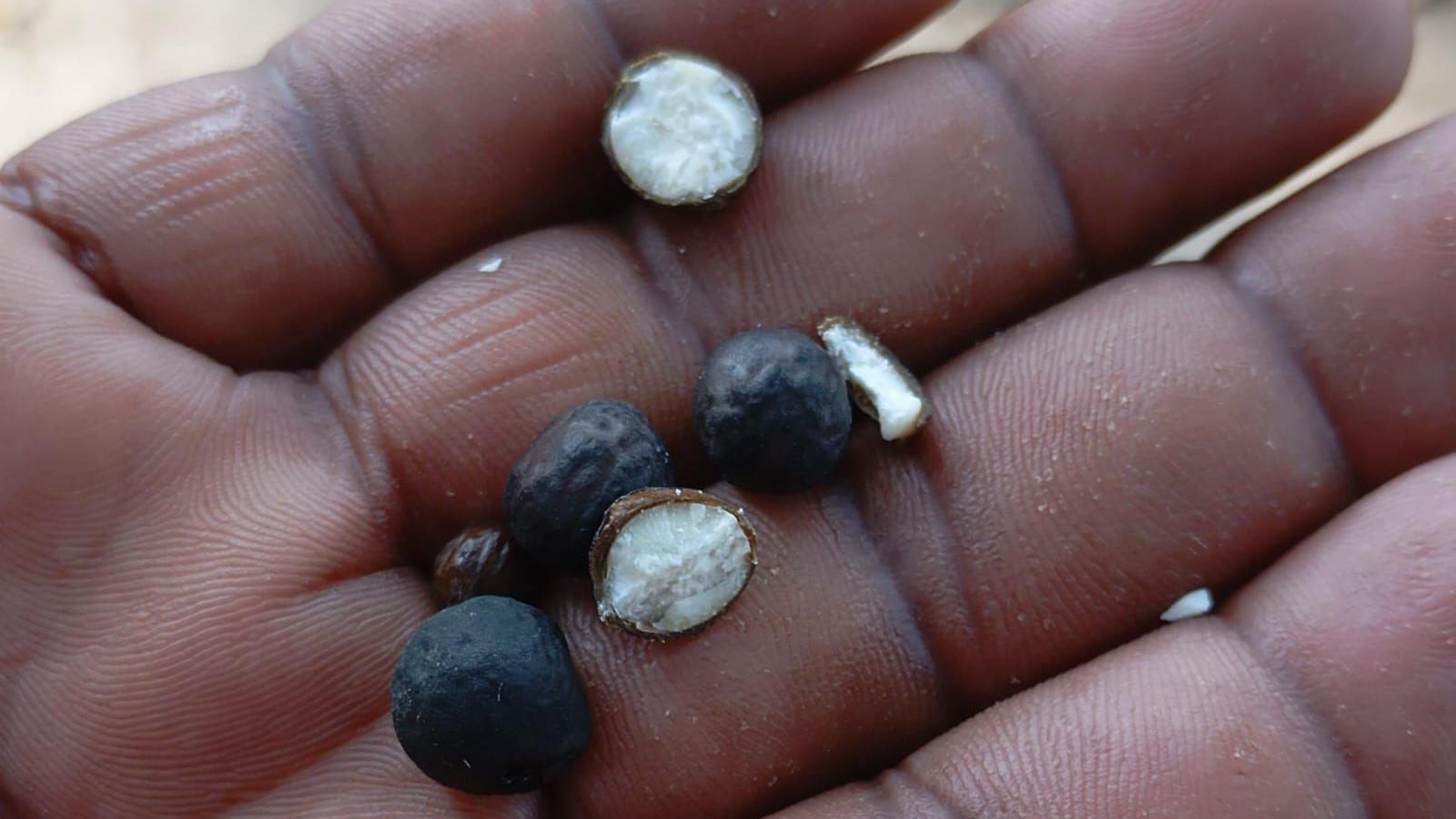 Hand holding makhana which look like large peppercorns