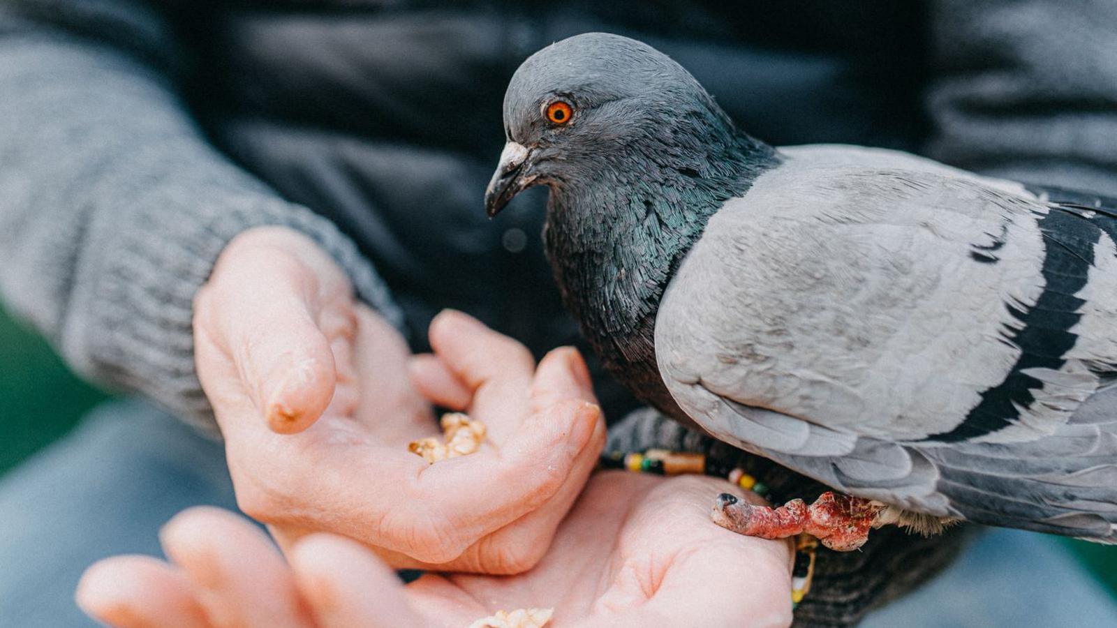 A pigeon is sat on somebody's wrist as it eats food off their hands