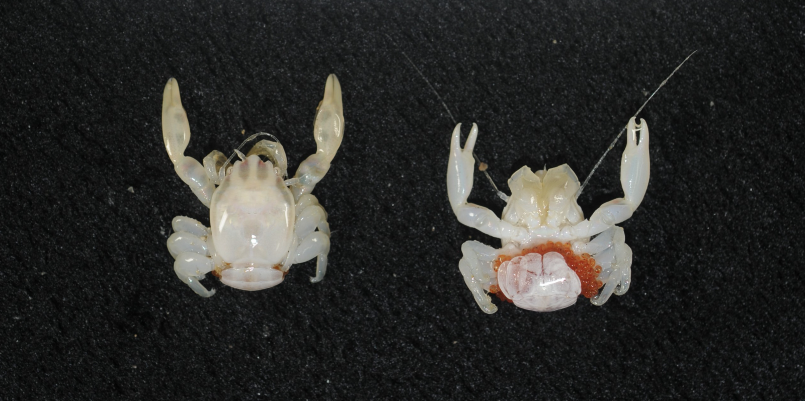 Two pale, semi-transparent crabs pictured on a dark background