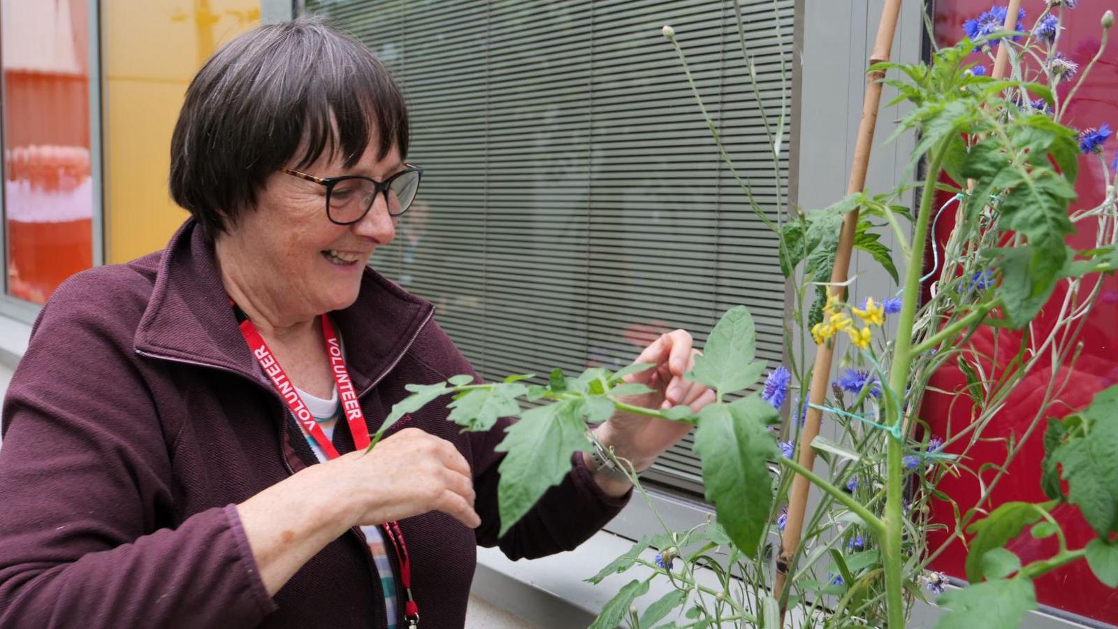 A volunteer wearing a red top and glasses is pruning flowers at the courtyard garden  