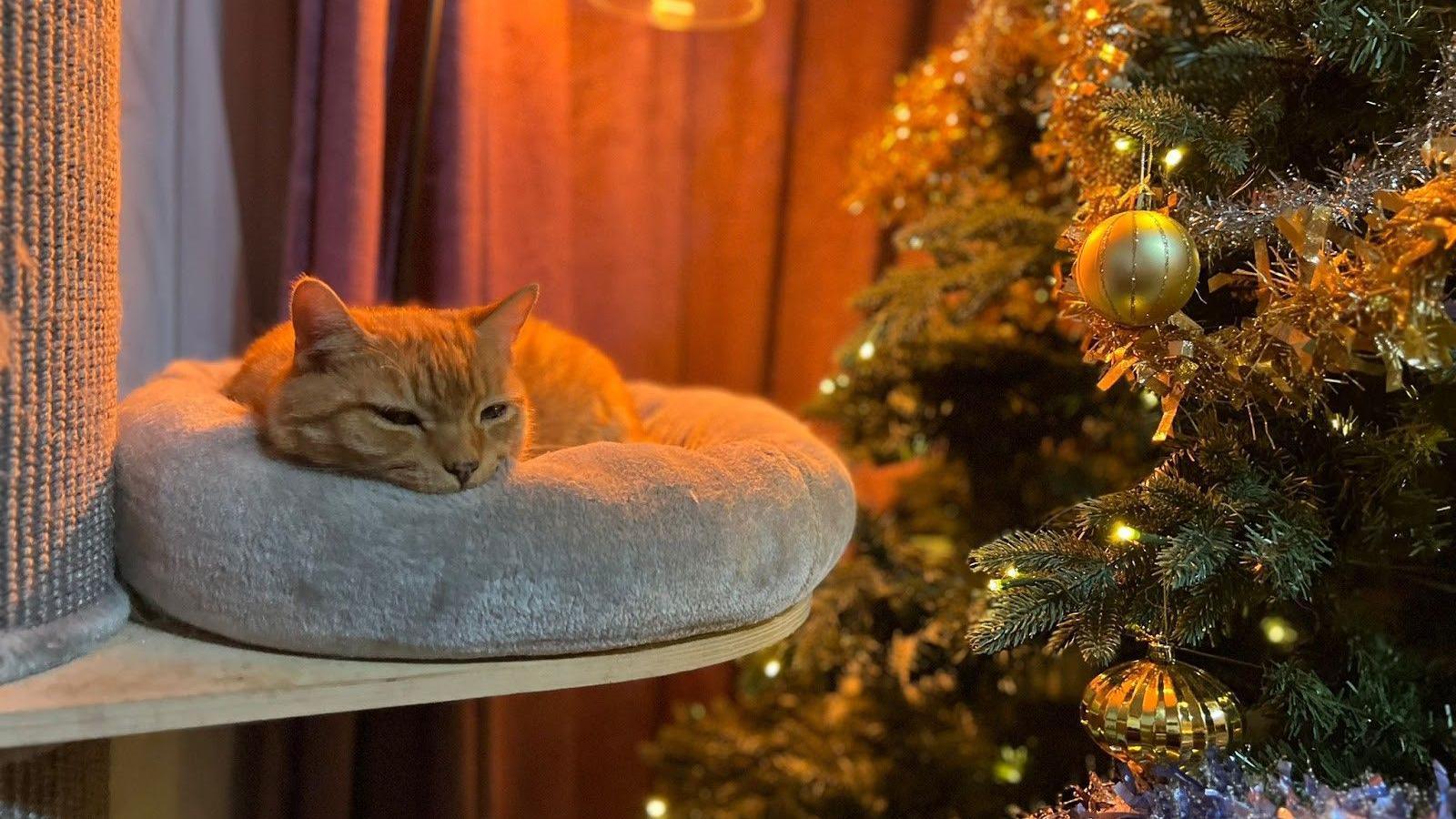 A ginger cat sits in a cat bed next to a Christmas tree.