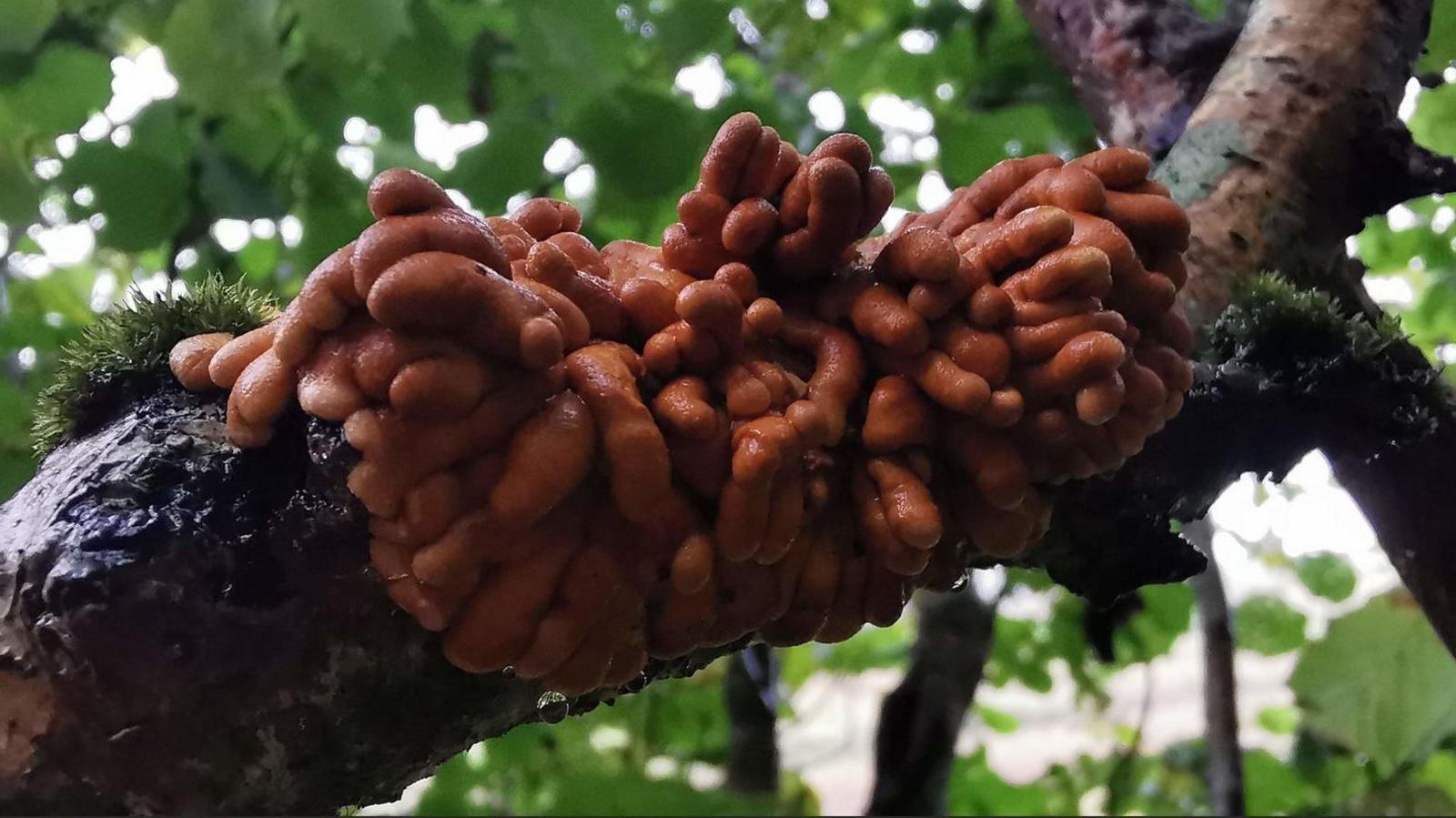 Hazel gloves fungus.
