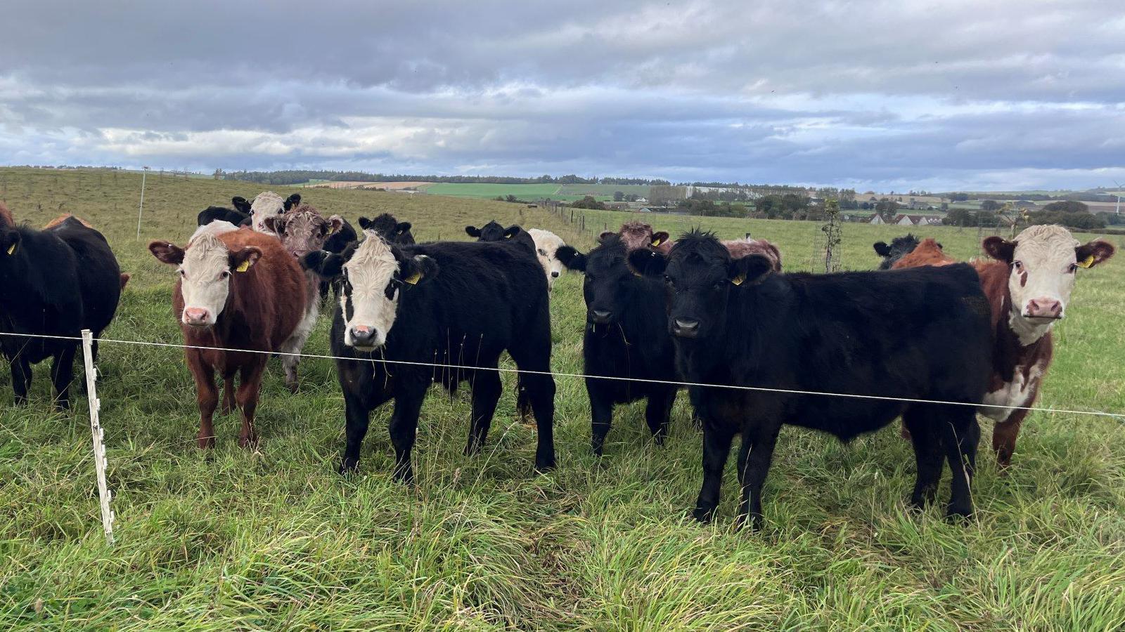 A herd of cattle on long grass behind and electric cable