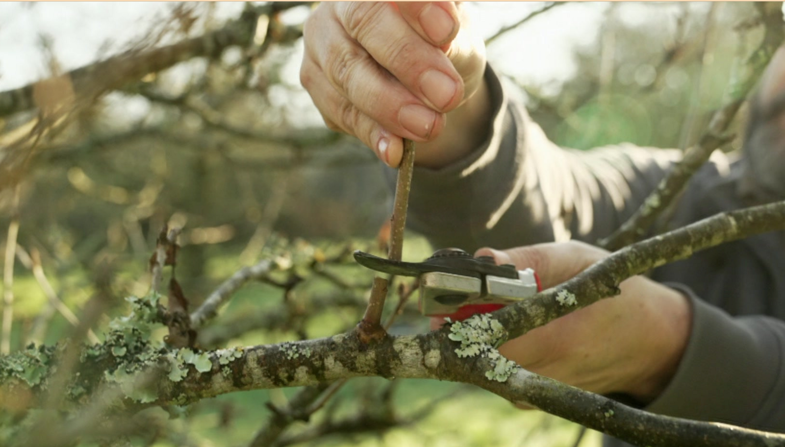 A branch is cut with a tool held by hand with more branches around it.