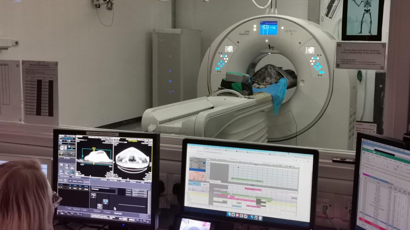 One green sea turtle is laying on a blue paper, on top of a medical shelf inside a CT scanner in the foreground we can see three computers the one on the left shows the CT scans.