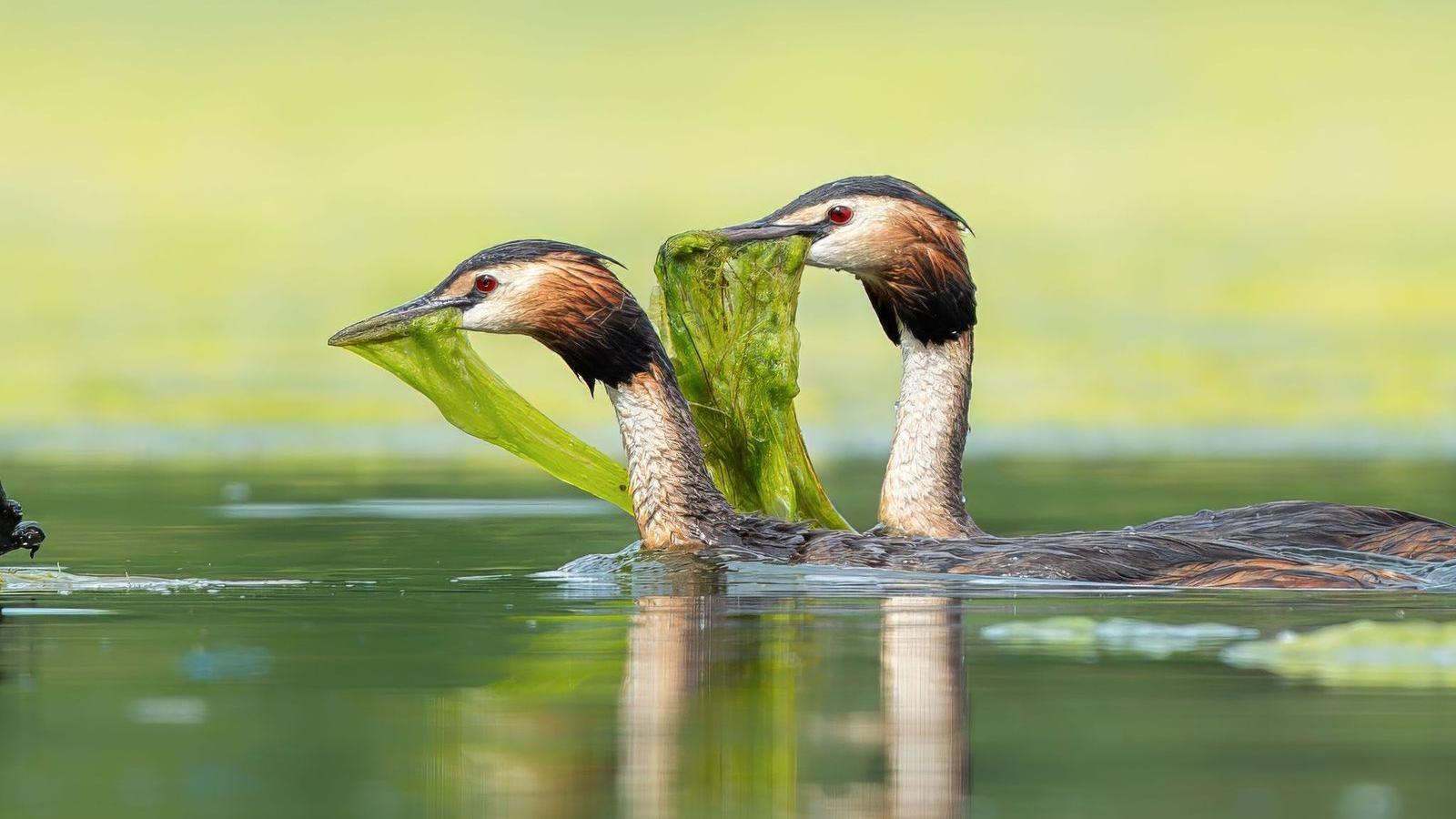 Great crested grebe family swimming with a piece of green foliage hanging from their beaks.