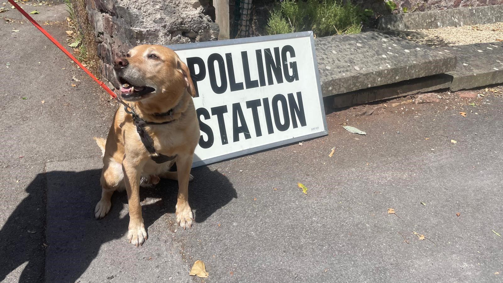 A golden labrador pictured outside of a polling station