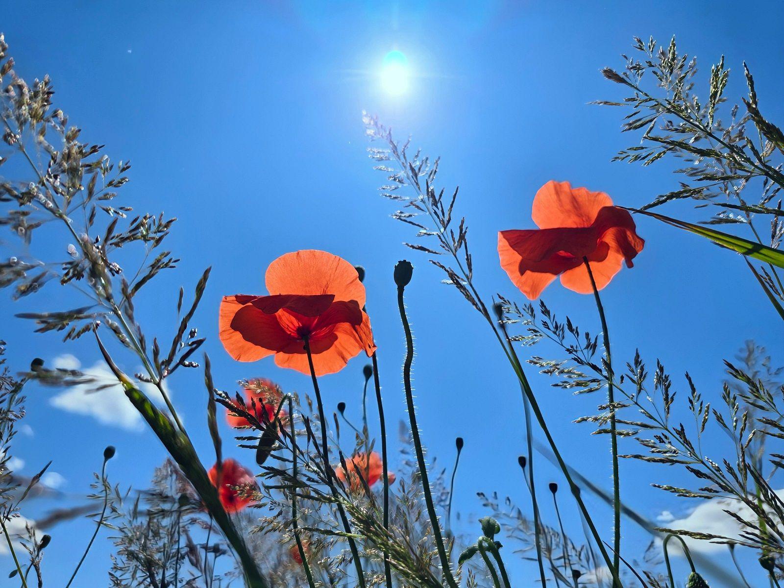 Several red poppies sway in the sunshine with long, green stems holding them up under a blue sky with the odd white cloud.