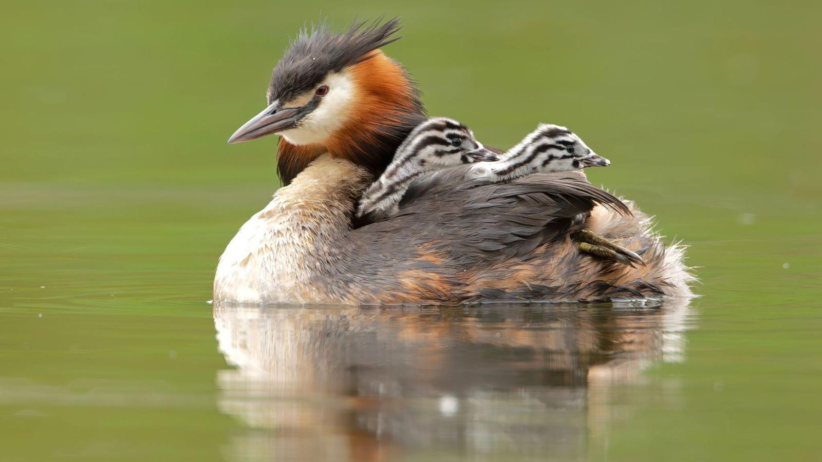 A great crested grebe bird and its two babies known as humbugs on its back. They are wading on a body of water.