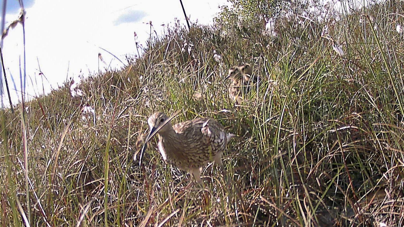 A curlew and two chicks in deep grass