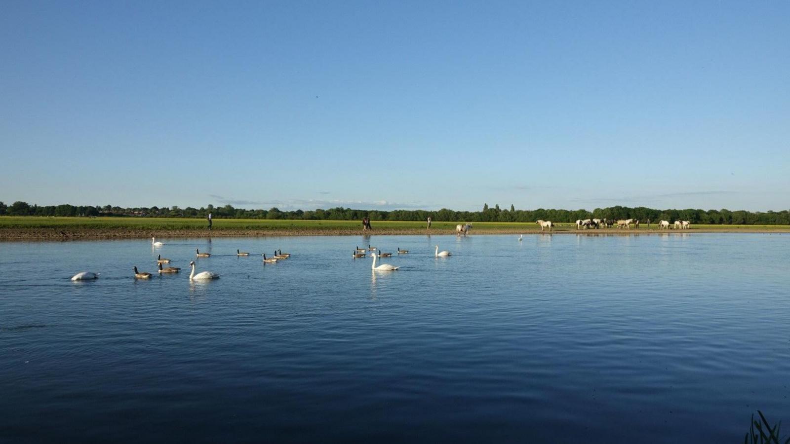 SATURDAY - Swans and ducks on the river at Port Meadow on a sunny evening