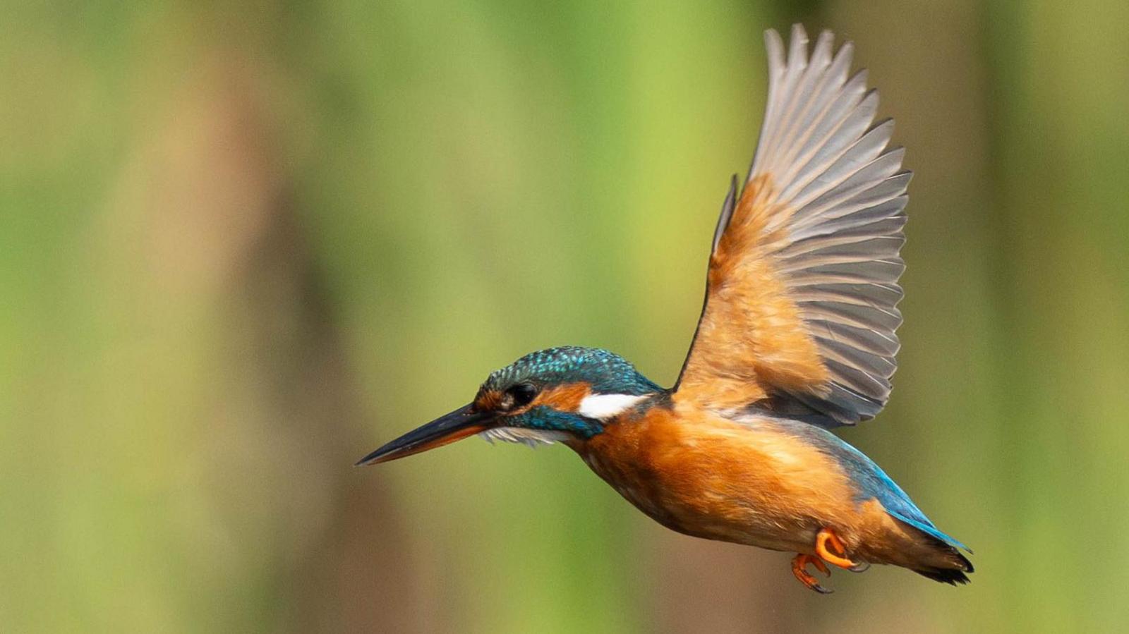A kingfisher in flight 