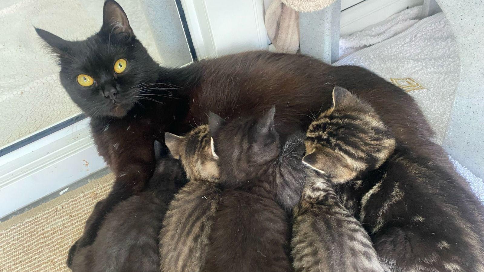 A cat lies by a window, feeding 5 kittens who are all facing away from the camera. The cat is black with yellow eyes, and the kittens are a mixture of black, gold and brown