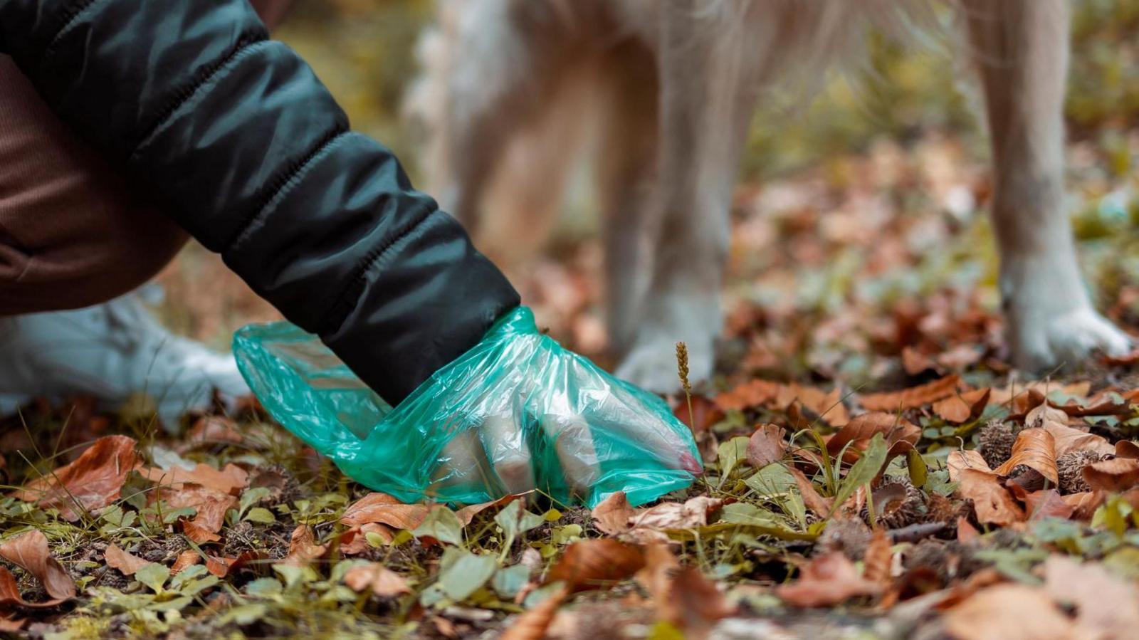 A person wearing a black coat picking up dog poo from the leafy ground using a green bag. In the background there is a golden retriever dog