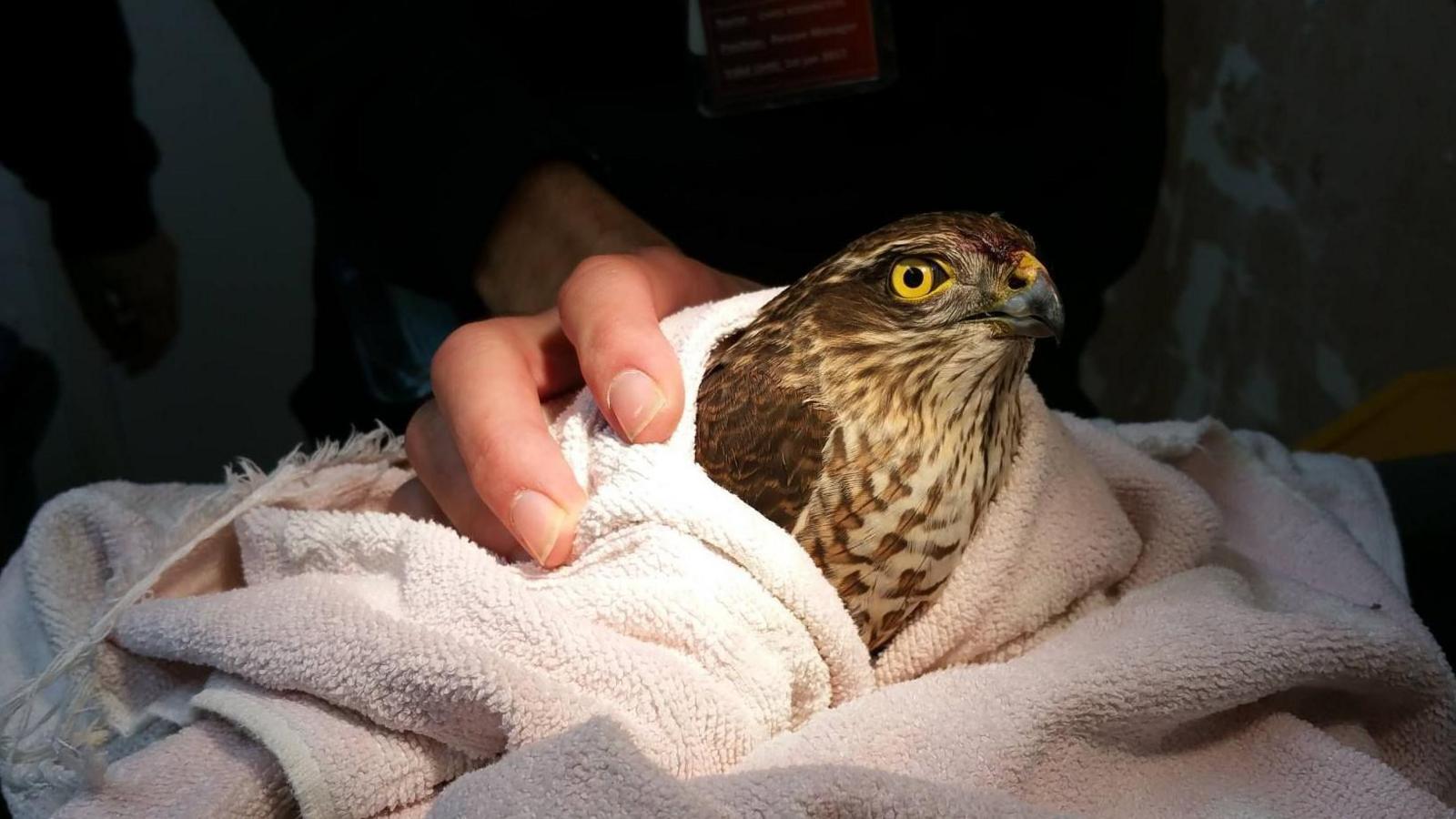 A brown bird with some cream-coloured feathers being treated at the East Sussex Wildlife Rescue & Ambulance Service. The bird is being held in pale pink towel.