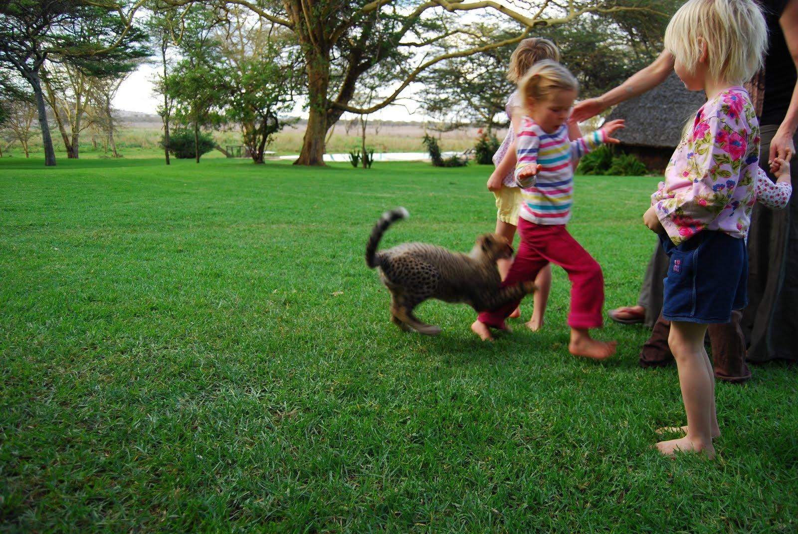 Children playing with a cheetah