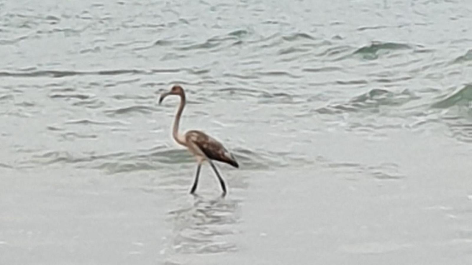 A young flamingo is standing in shallow waves.