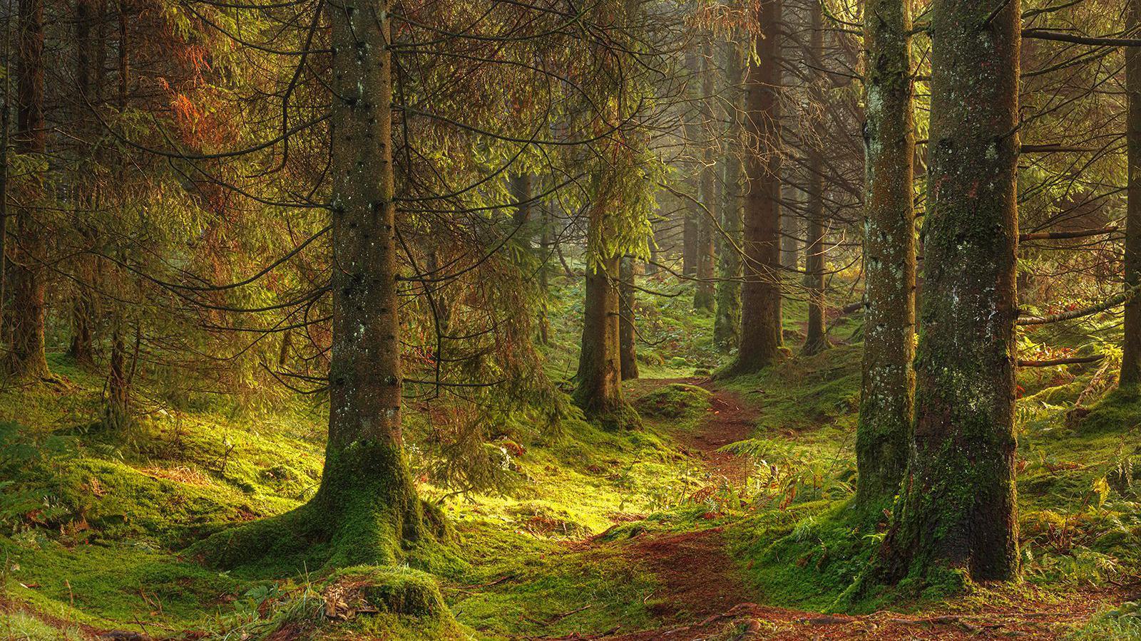 A view across a forest. The sun is reflecting off the green moss, and a footpath is going away from the photographer.