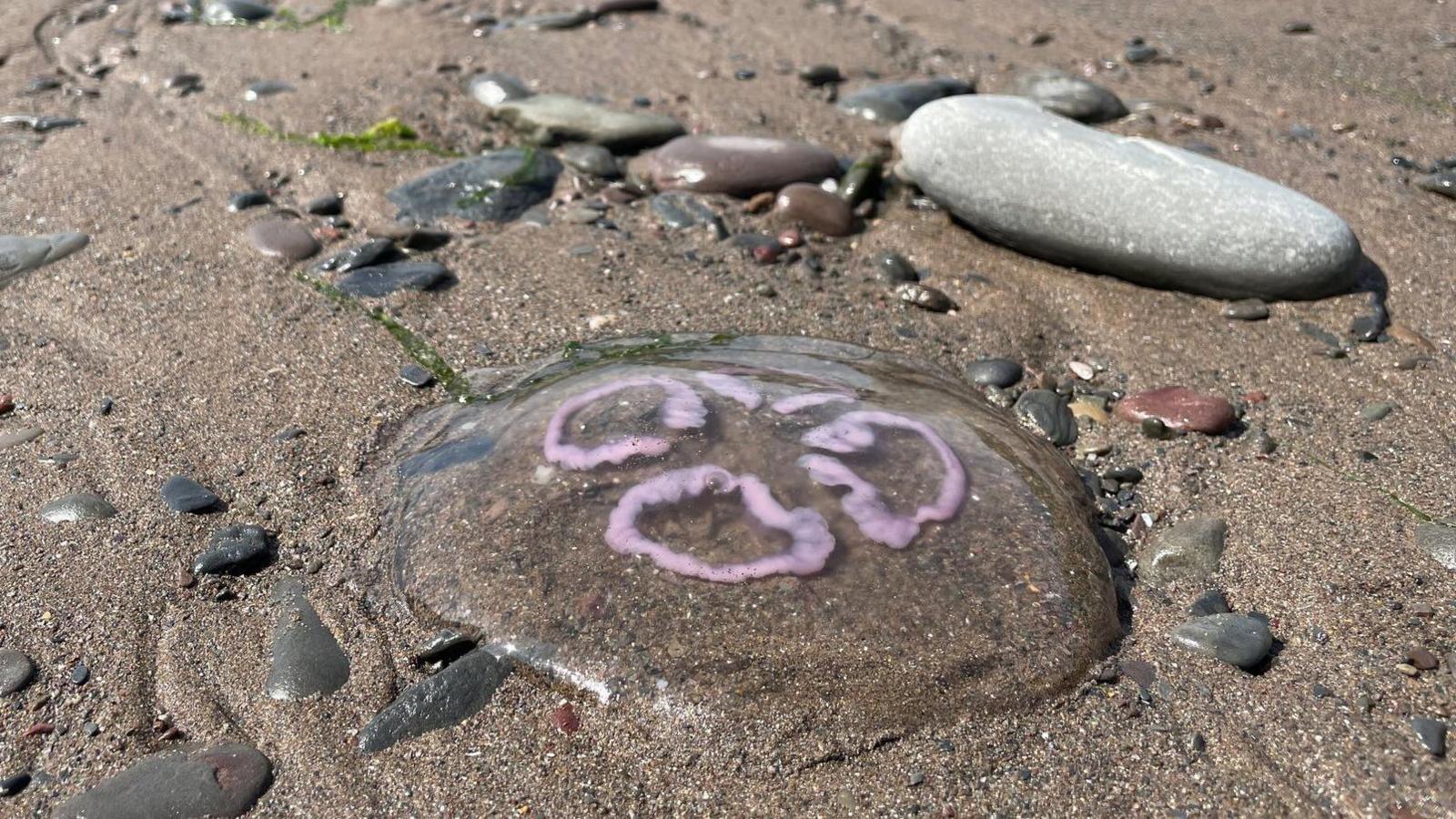 A moon jellyfish with its four pink rings, washed up on a UK beach 