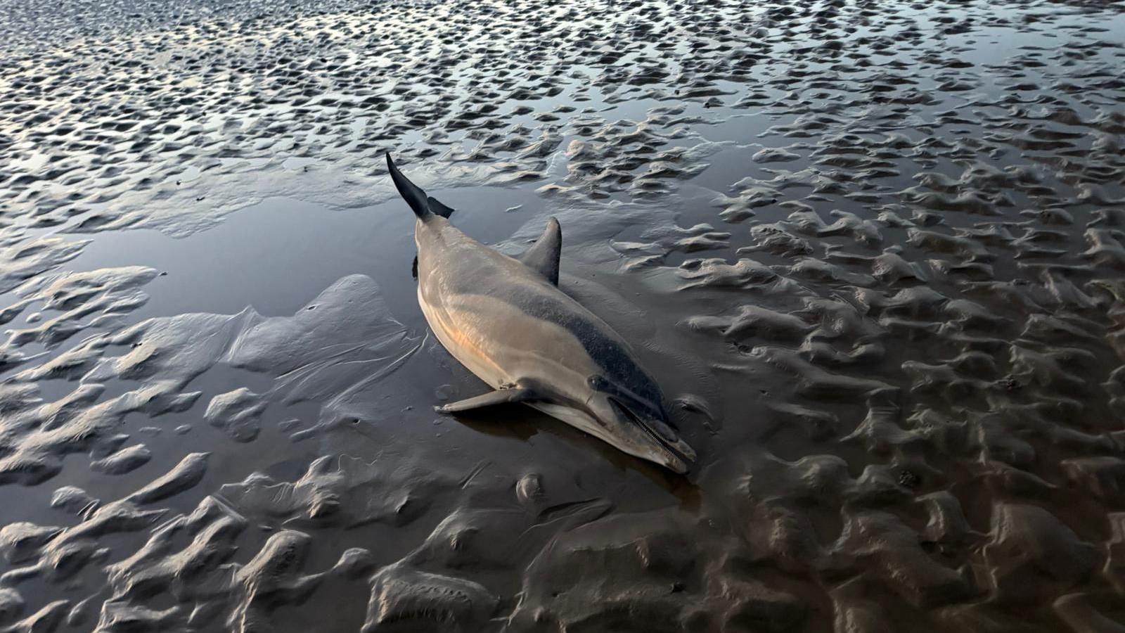 A dolphin is lying on its side on a stretch of dark wet sand