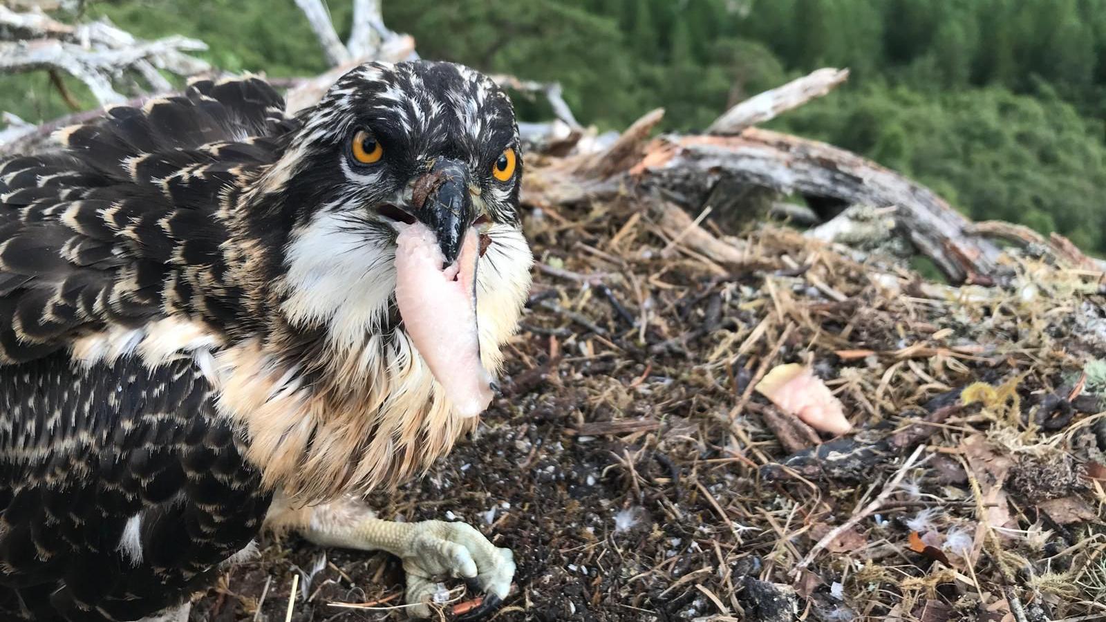 One of the chicks in the nest