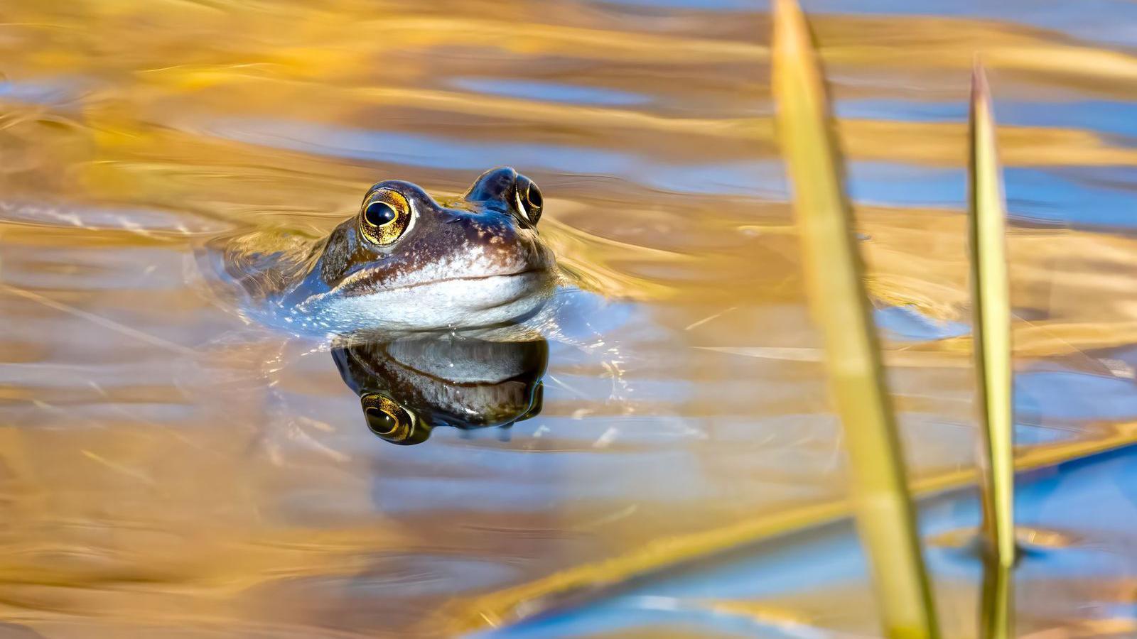 A common frog swimming in a golden pool of water. You can see its reflection in the water.