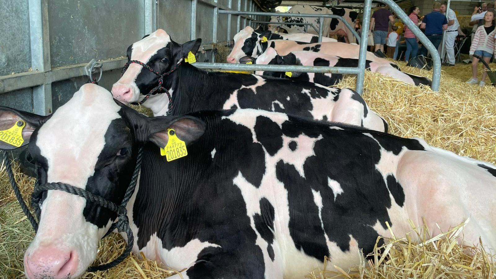 Large black and pink cows in the barn with people in the background looking at them. 