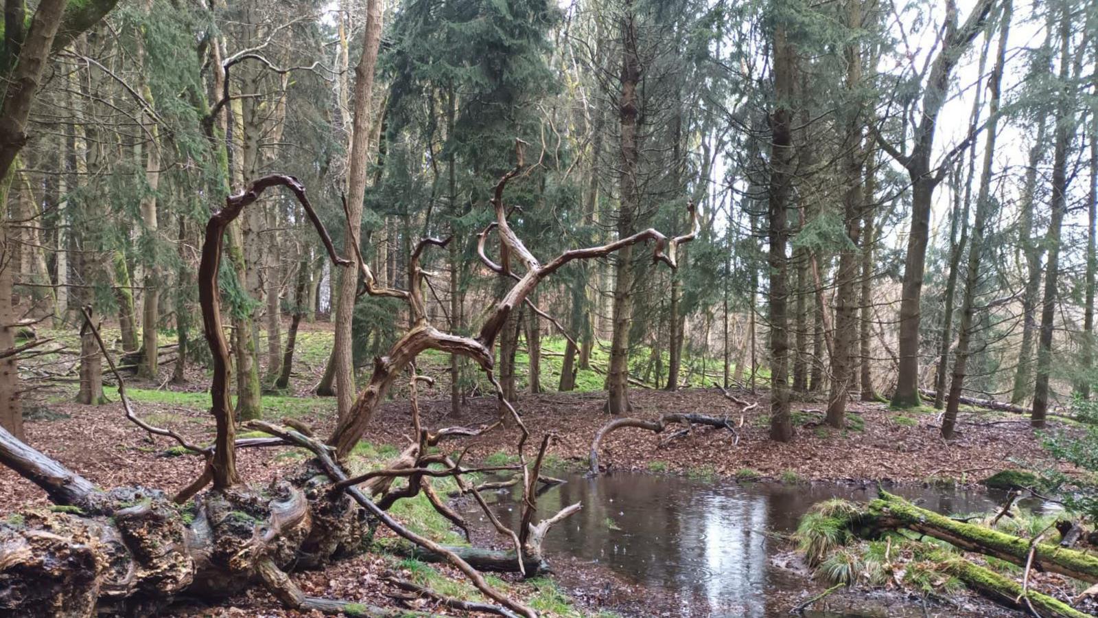 A fallen tree sits on the forest floor by a natural pool of water. It is surrounded by tall conifer trees. There are brown leaves across the forest floor and other fallen trees in the background. 