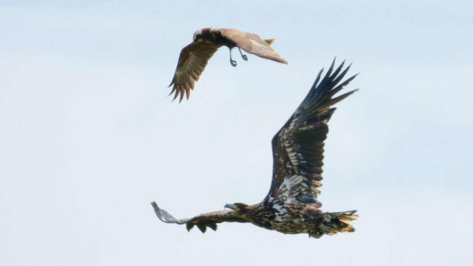 Two white-tailed eagles fly closely together in the sky with their brown and white wings spread wide.