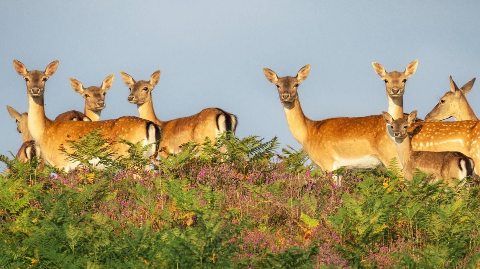 Eight fallow deer stand in close formation among bracken looking at towards the photographer against a grey sky backdrop