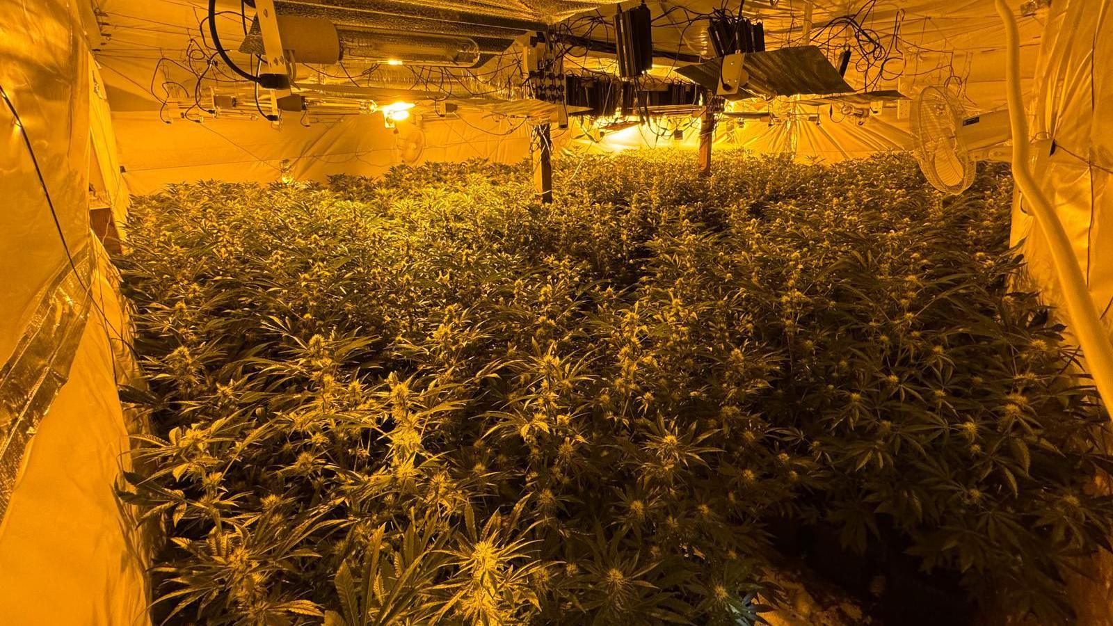 Hundreds of cannabis plants on the floor of an industrial unit