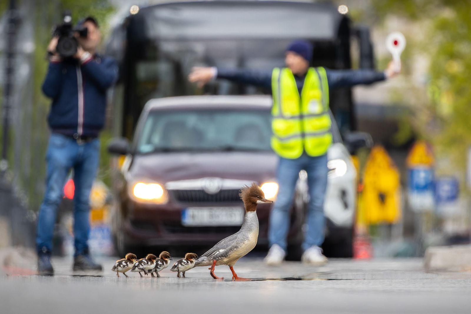 Goosander Mum and brood cross the road with traffic stopped by a volunteer 