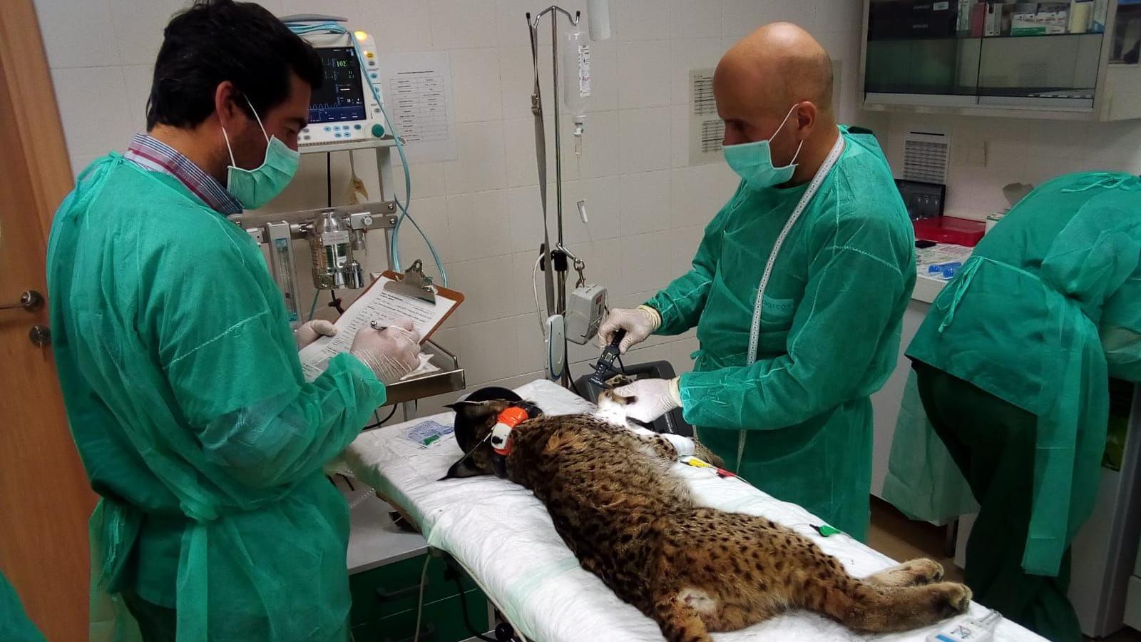 A lynx lies on a bed at a clinic in Silves