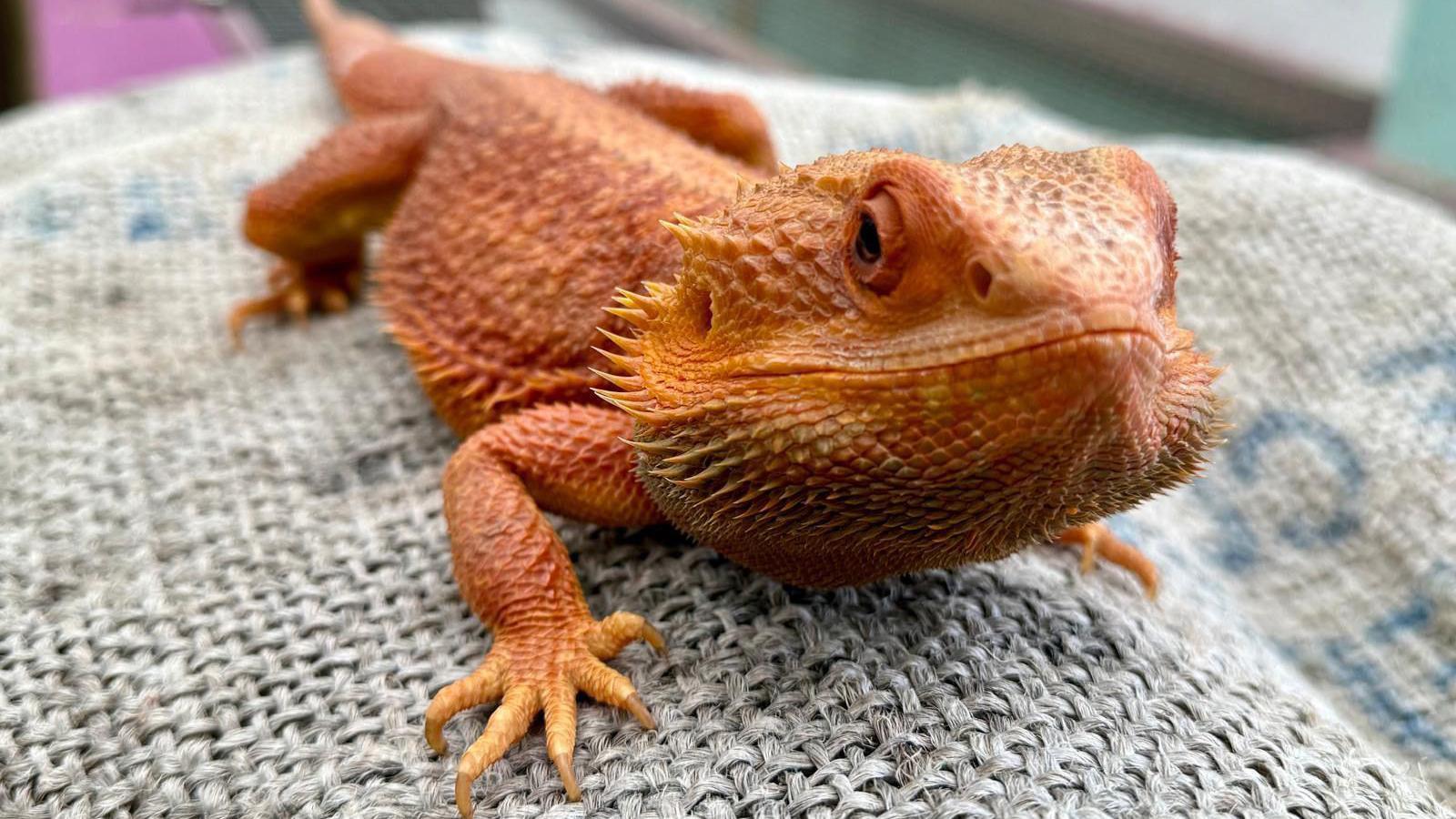A red/orangey reptile sits on a blanket.