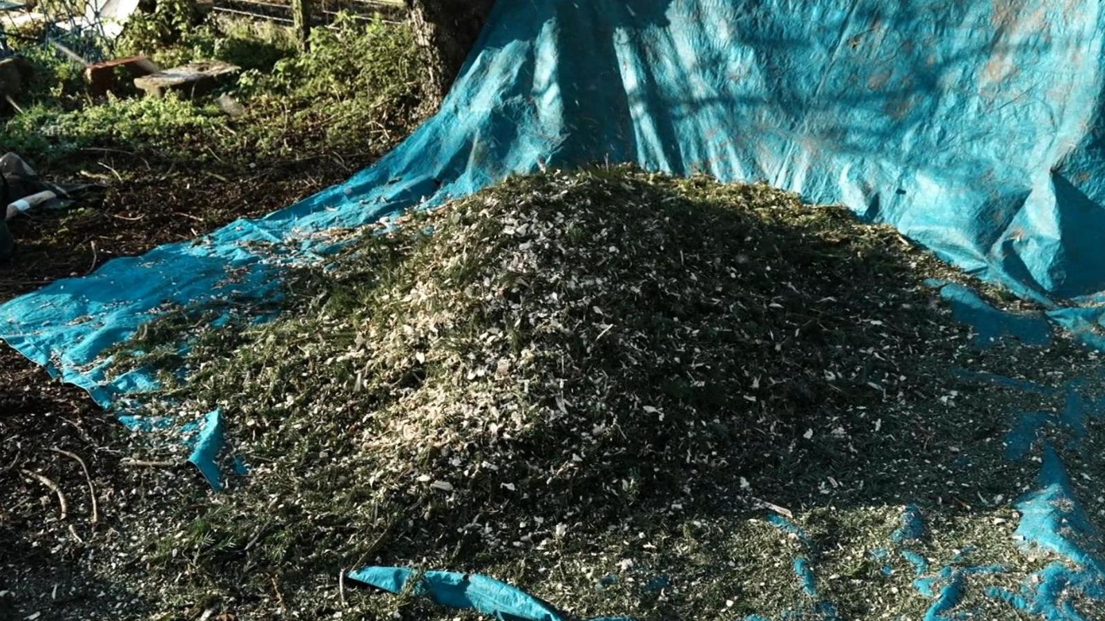A pile of chippings from the processed Christmas trees. They are on top of a light blue tarp.