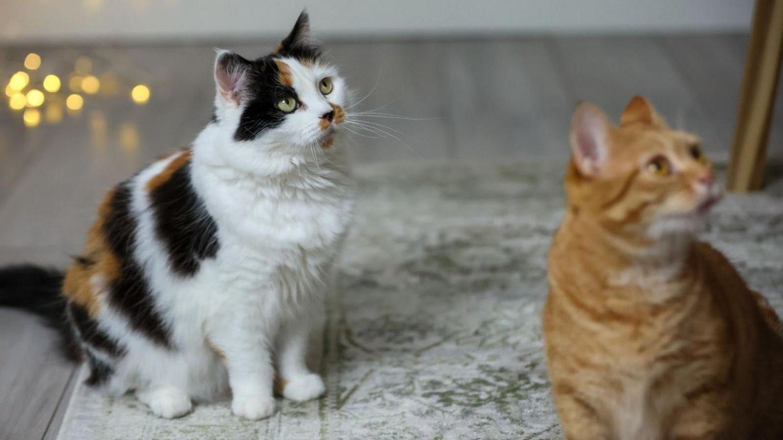 Two fluffy cats- a white, black and tan cat and a ginger cat- look up at something.