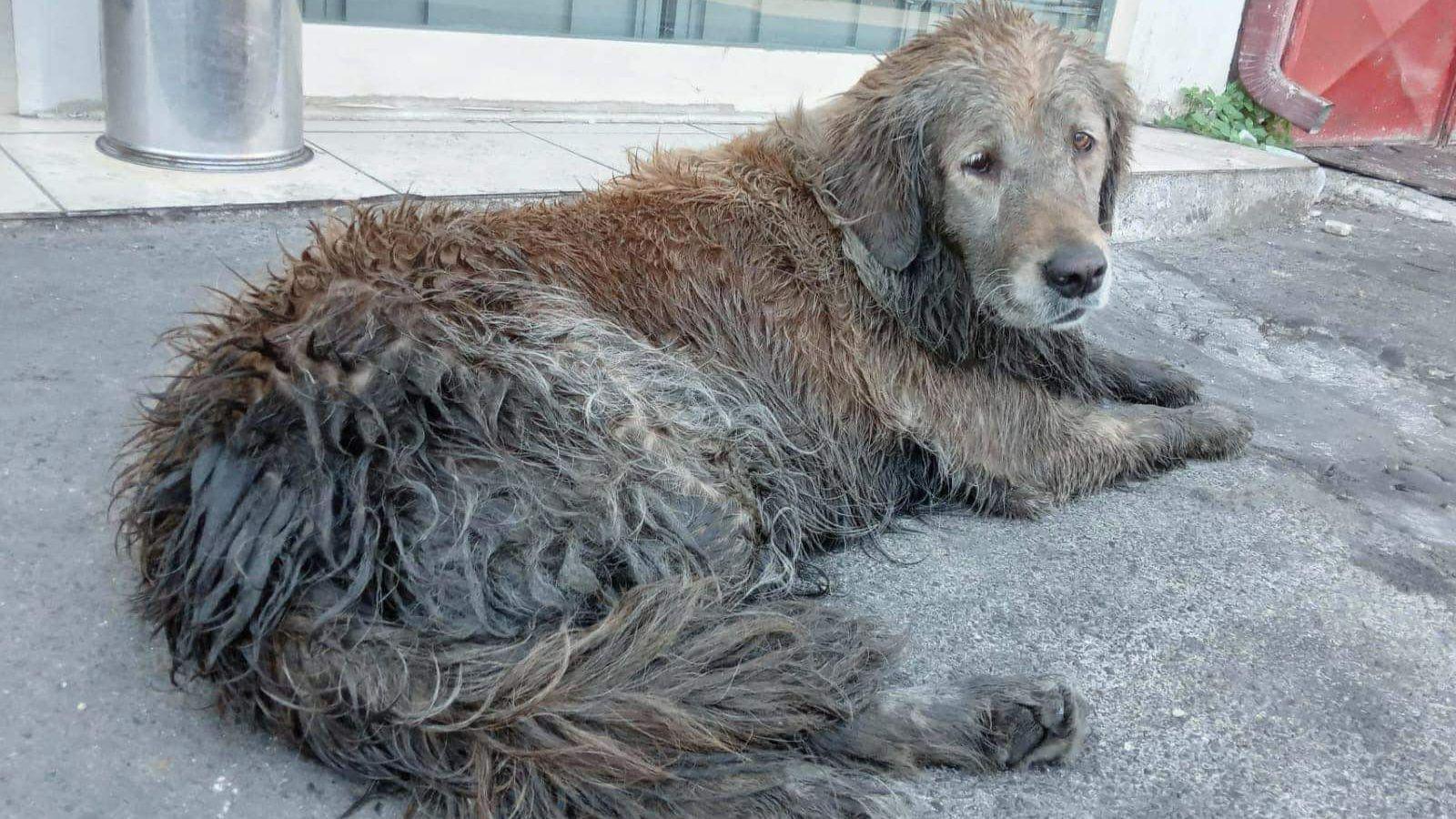 A dirty dog with matted fur lies on the ground.