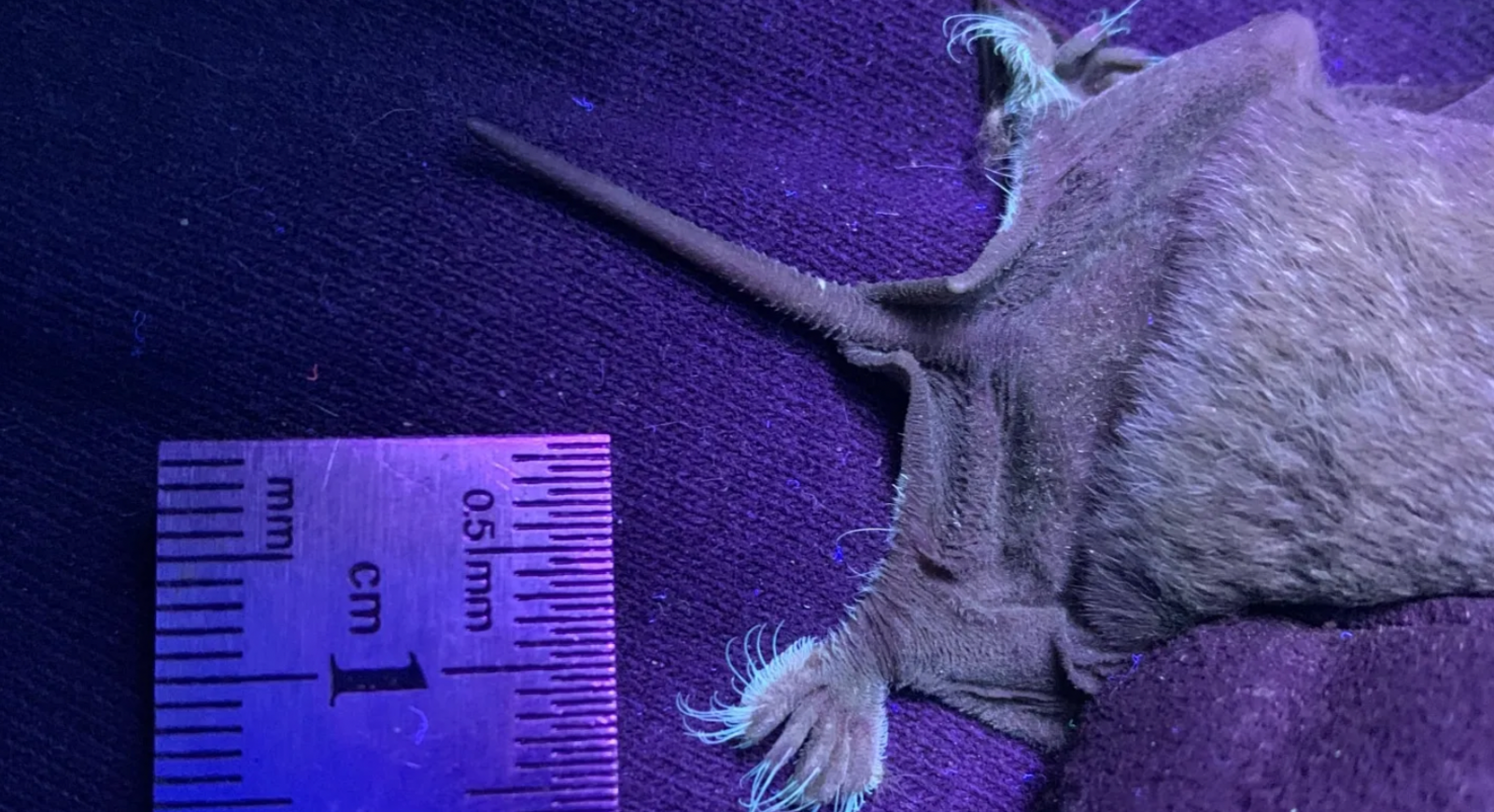 Hairy feet of the Mexican free-tailed bats 