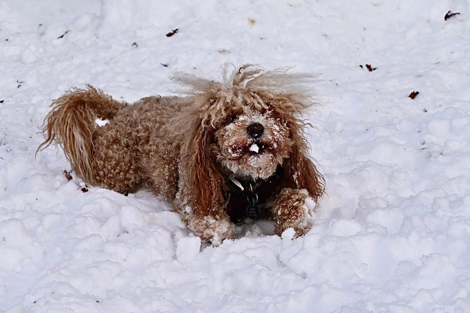 A small, fluffy, brown dog is dusted with snow.