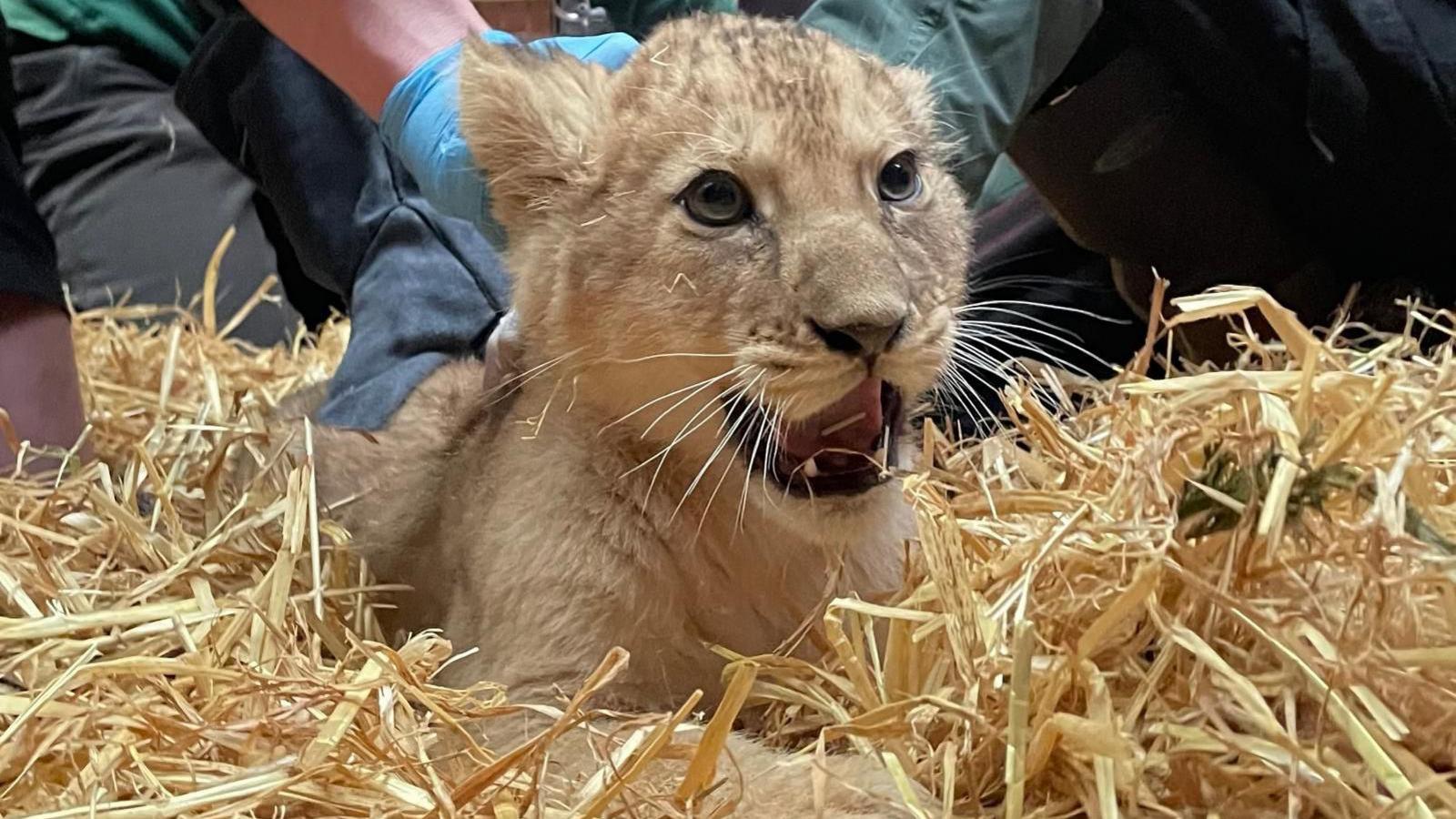 An 11-week old lion cub, lying down on straw, with its mouth open, with people behind it carrying out a health check.