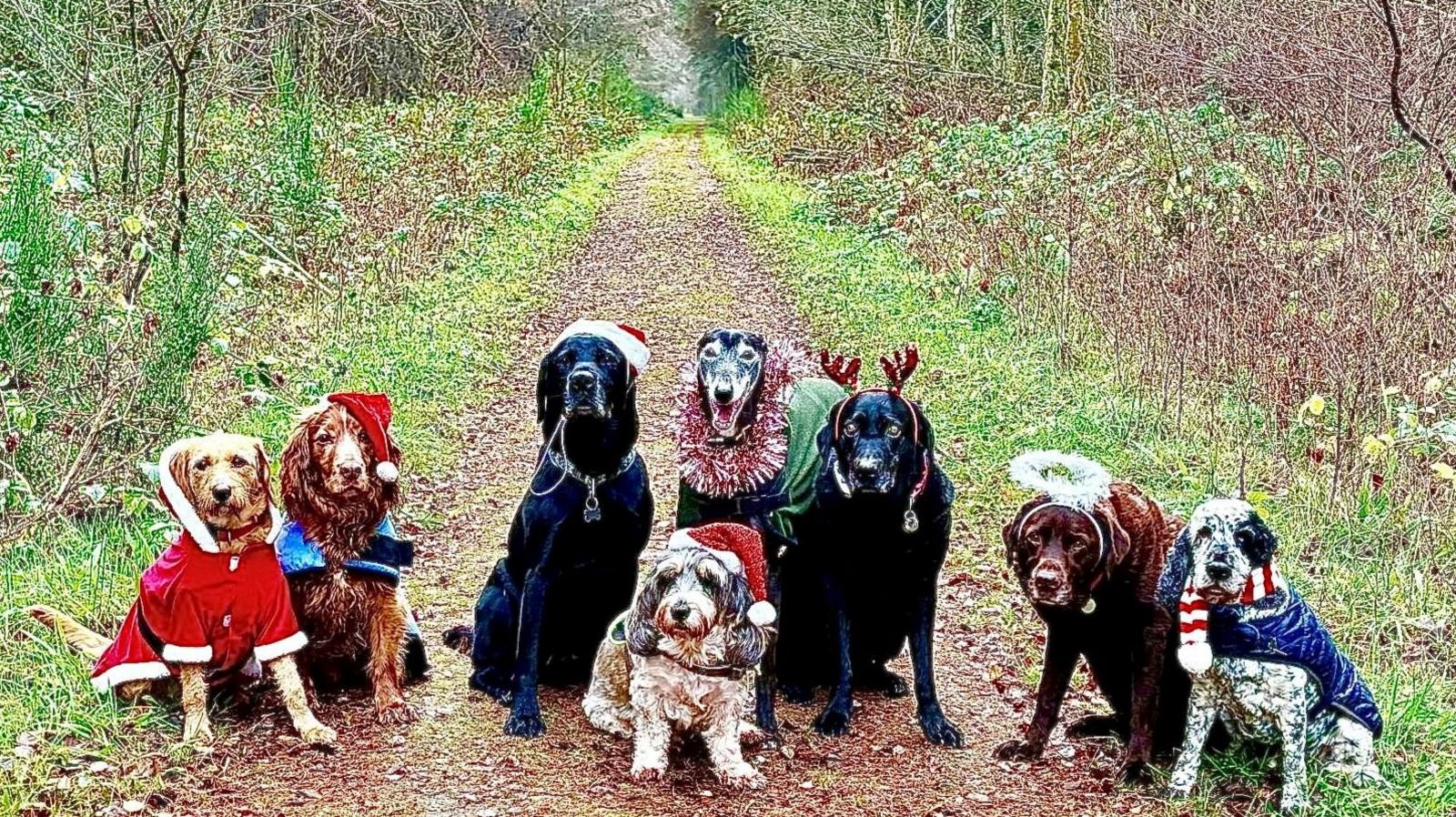 Eight dogs sitting together while out for a walk on a woodland trail. They are all wearing Christmas outfits. 