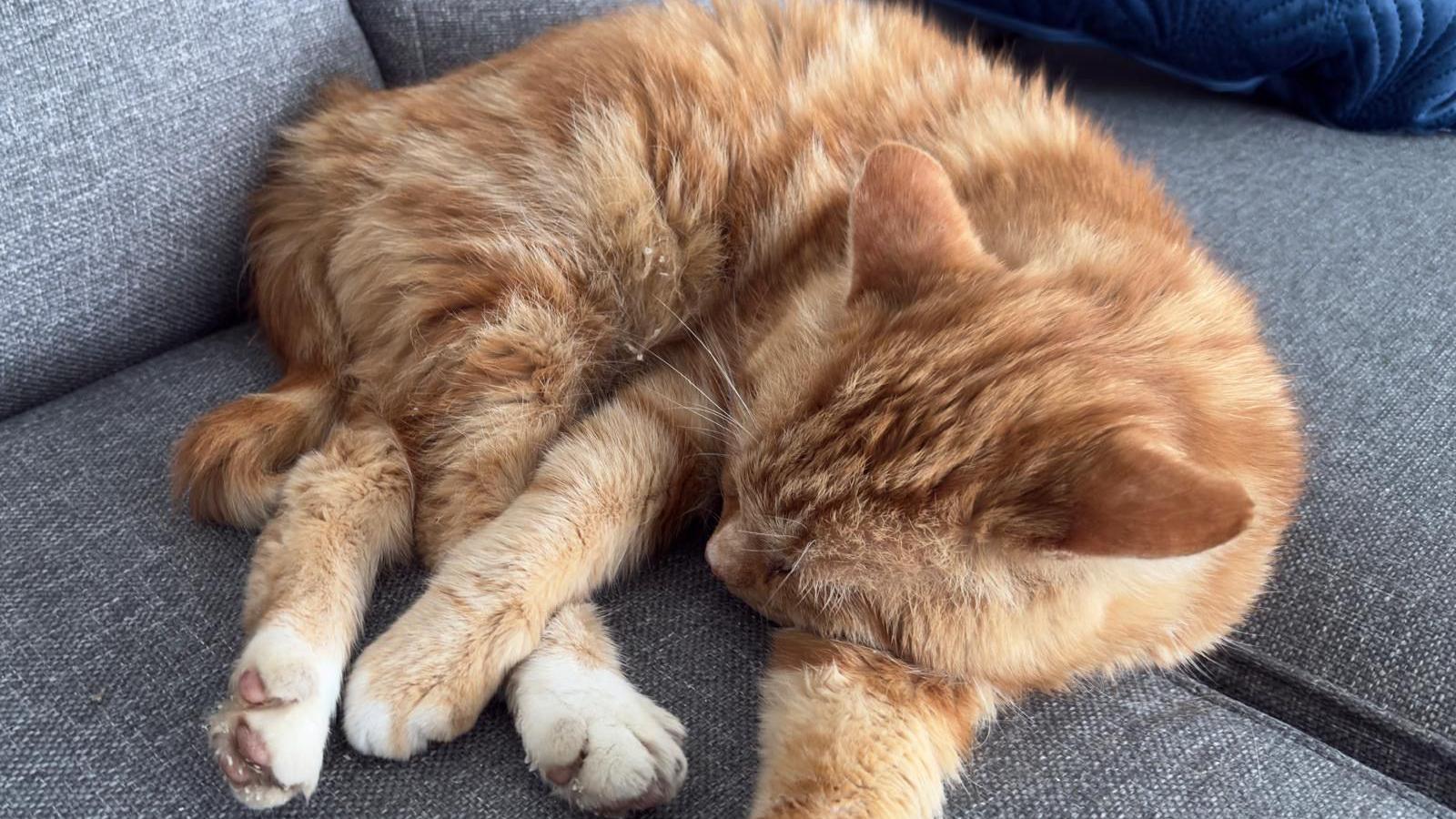Ginge, the ginger cat asleep on the sofa with legs outstretched.