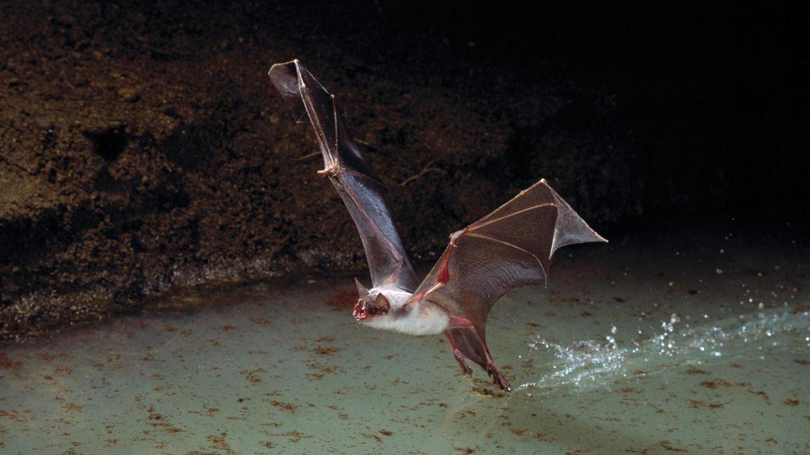 The Greater Bulldog Bat