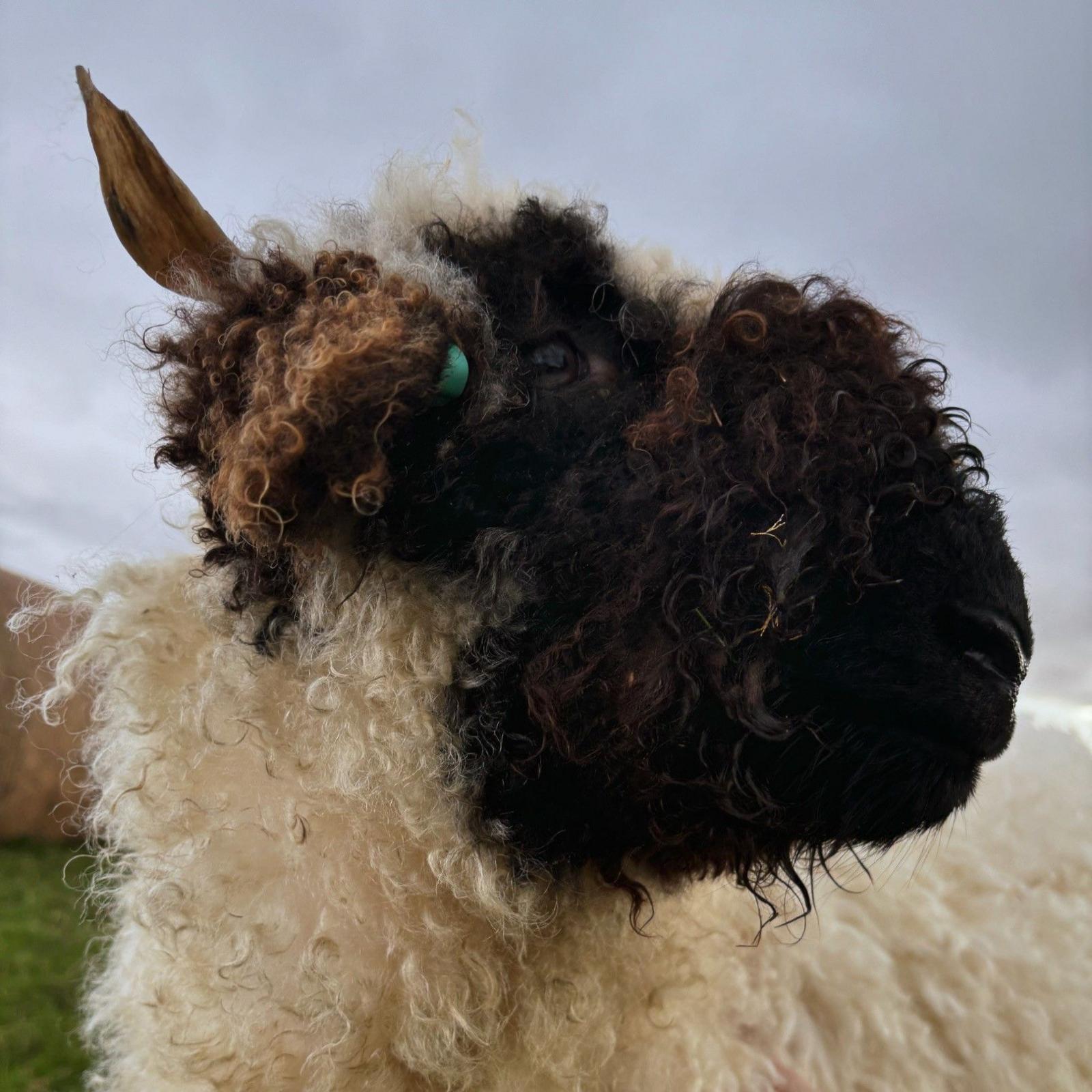 Close up of a very wooly sheep's face. It has a white body but brown ears and a black fluffy nose.