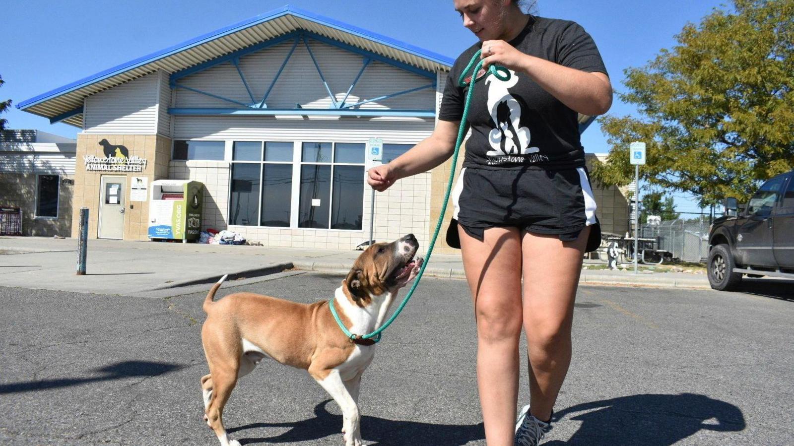 A woman dressed in a black t-shirt and shorts walks a brown dog outside of the animal shelter