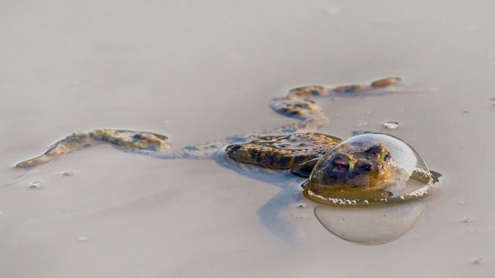 Frog with its head in a bubble at the pond