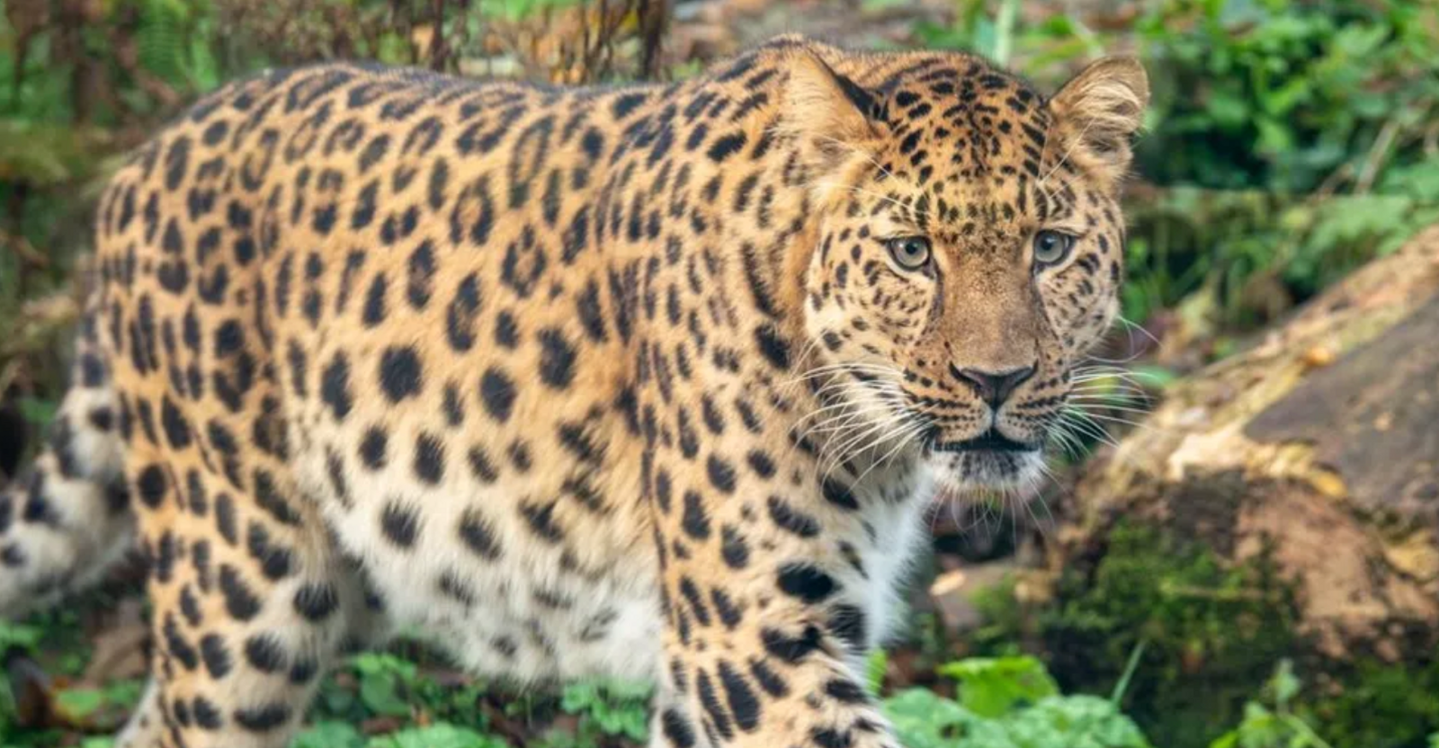 Male Leopard 