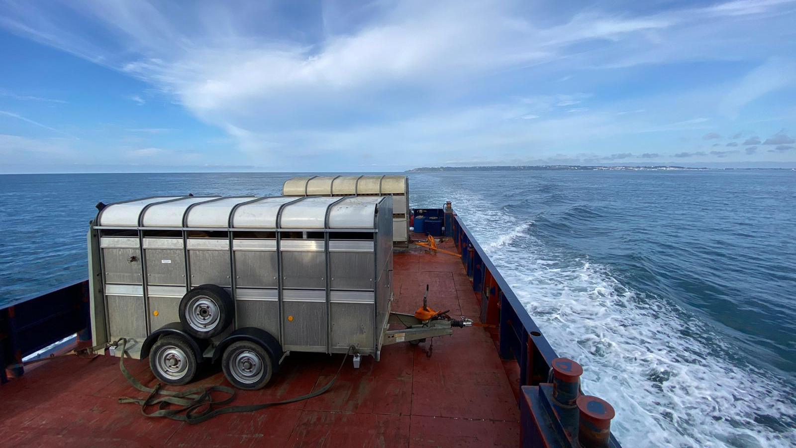 Cows in trailers on ferry