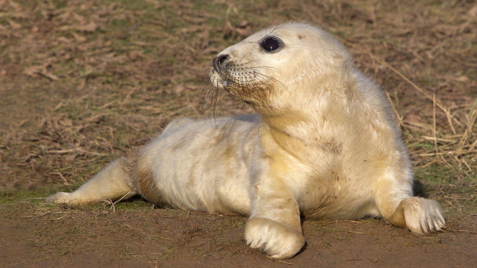 A seal pup